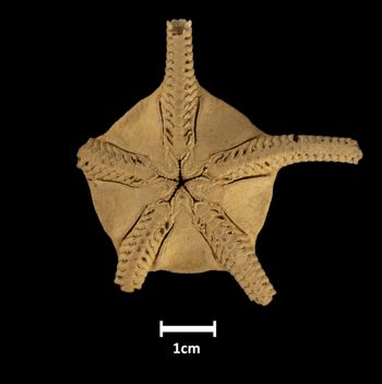 Media type: image;   Invertebrate Zoology OPH-784 Description: Bottom up view of single specimen with scale bar.;  Aspect: ventral